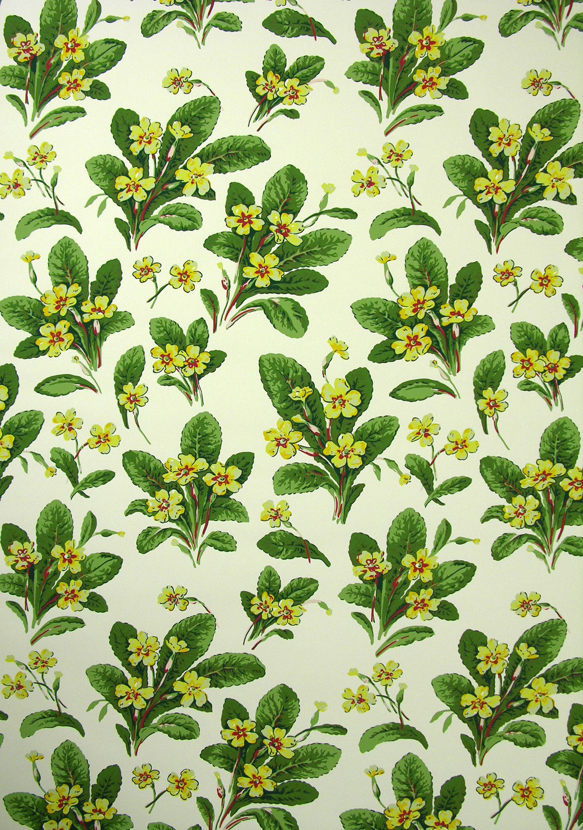Primula Wallpaper