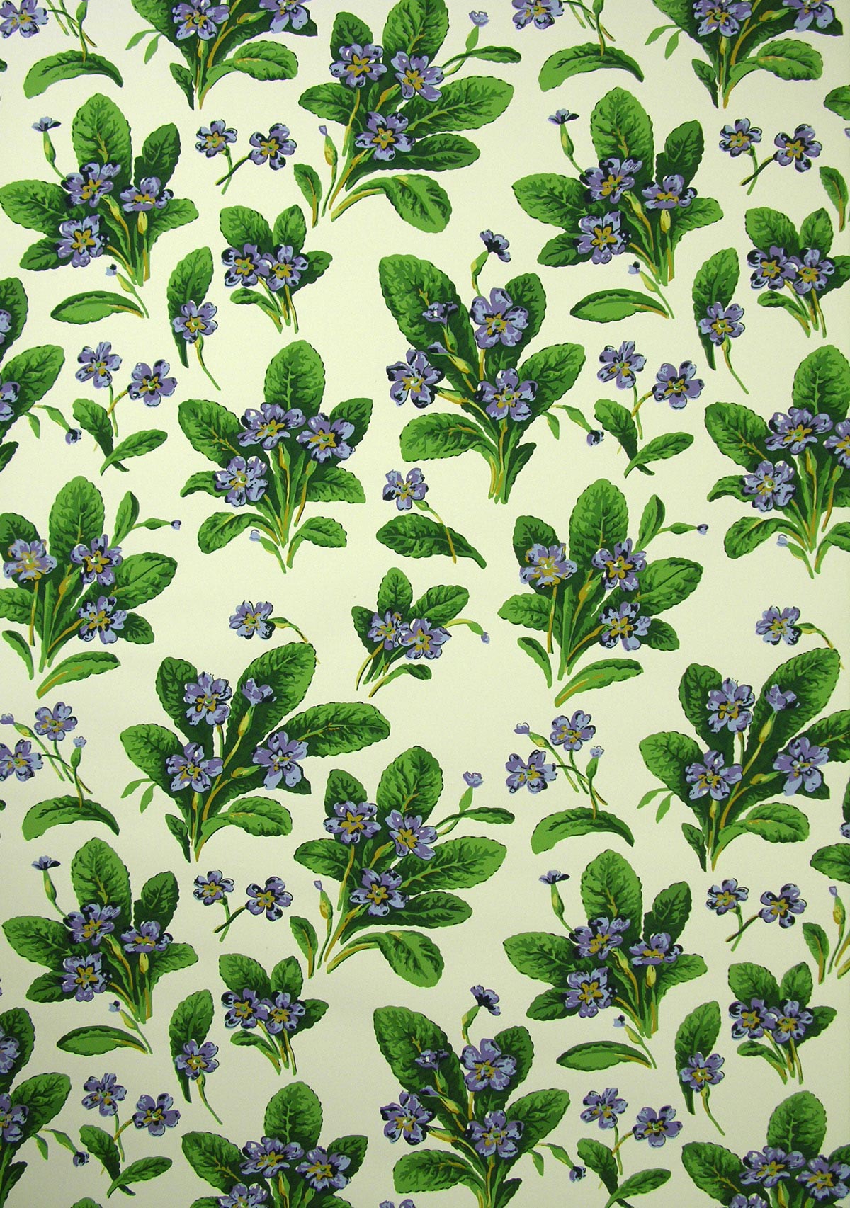 Primula Wallpaper