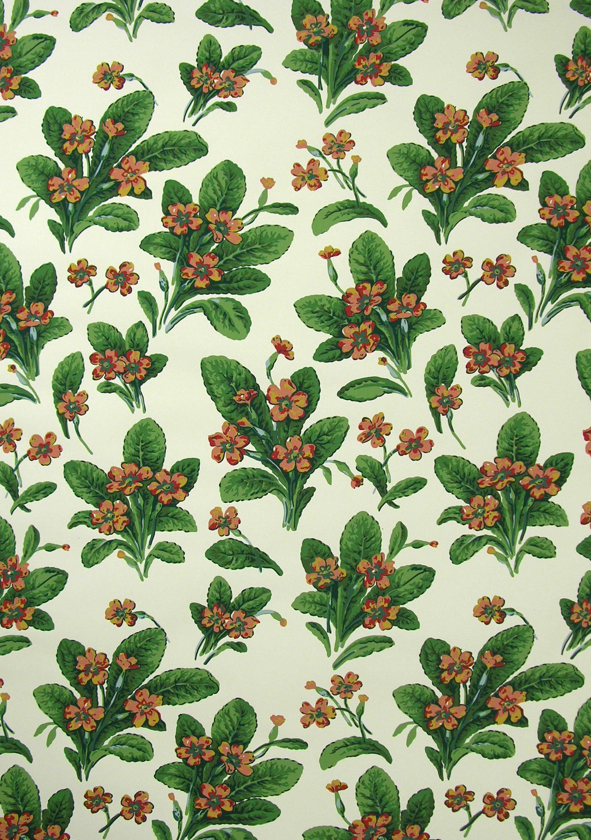 Primula Wallpaper