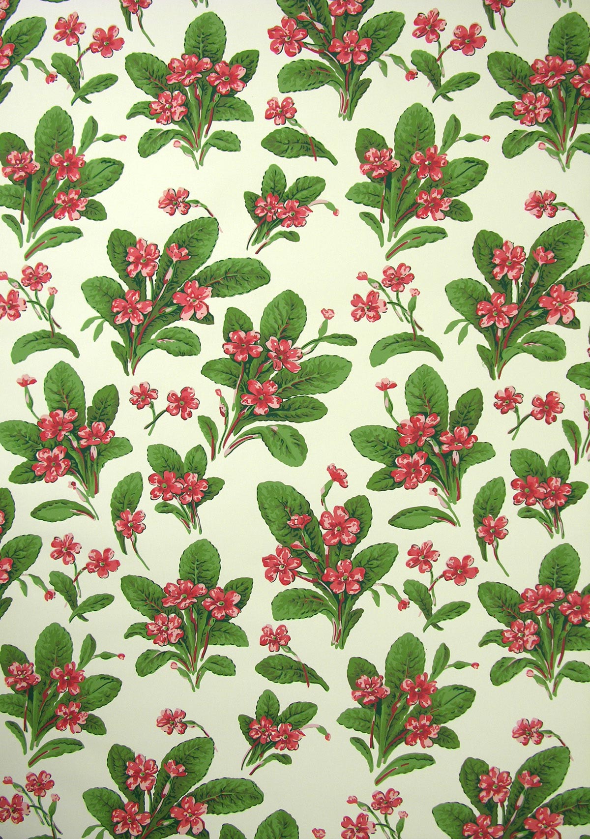 Primula Wallpaper