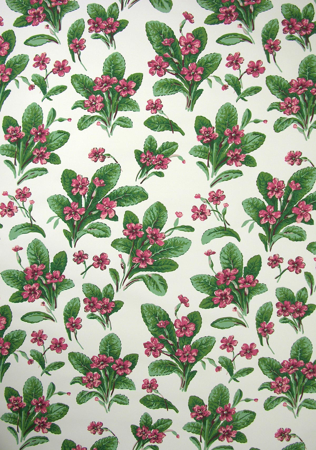 Primula Wallpaper