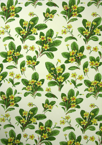 Primula Wallpaper