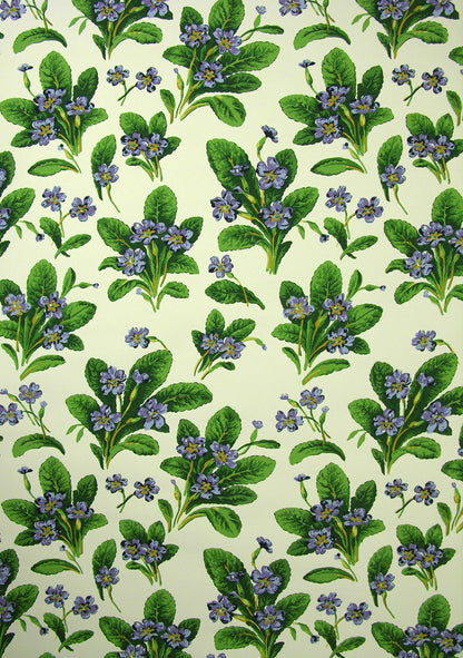 Primula Wallpaper