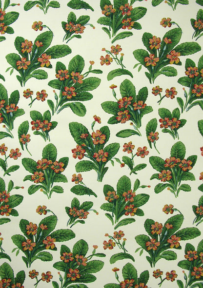 Primula Wallpaper