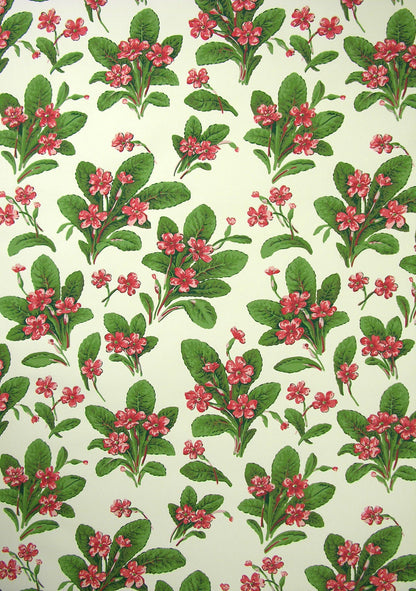 Primula Wallpaper